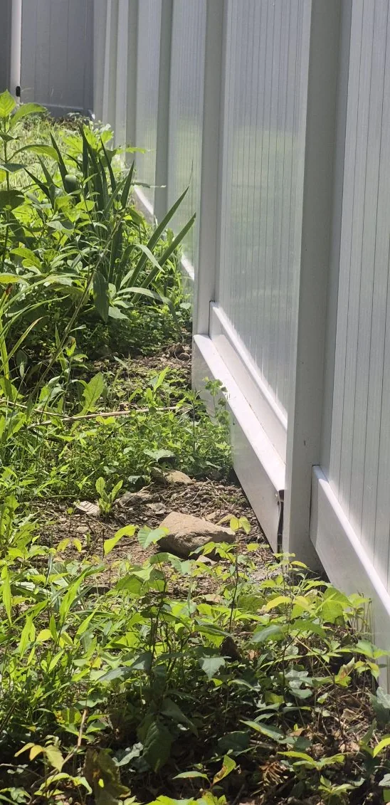 New privacy fence — yard view